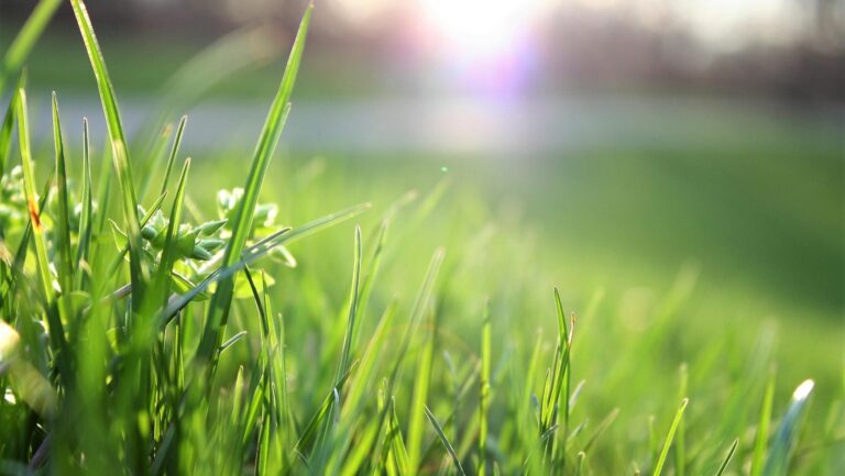 Macro shot of lush green grass with sunlight creating a warm, serene atmosphere.