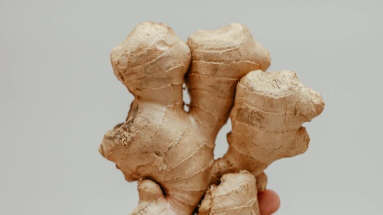 A detailed close-up of a hand holding a fresh ginger root, showcasing its texture and color.