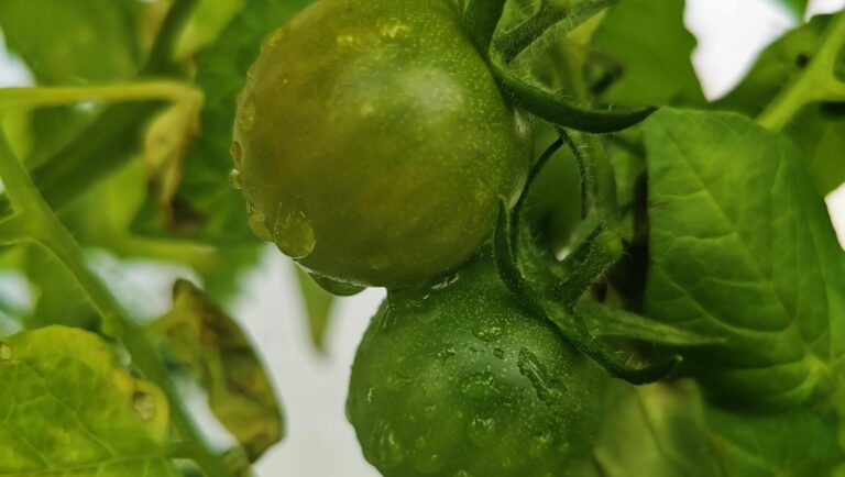 Detailed close-up of green unripe tomatoes growing among lush leaves.