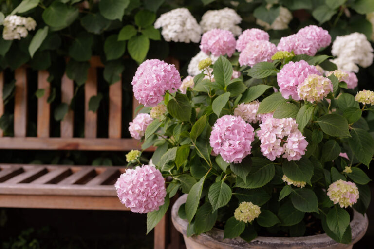 Jak często podlewać hortensję? Sprawdź optymalny harmonogram