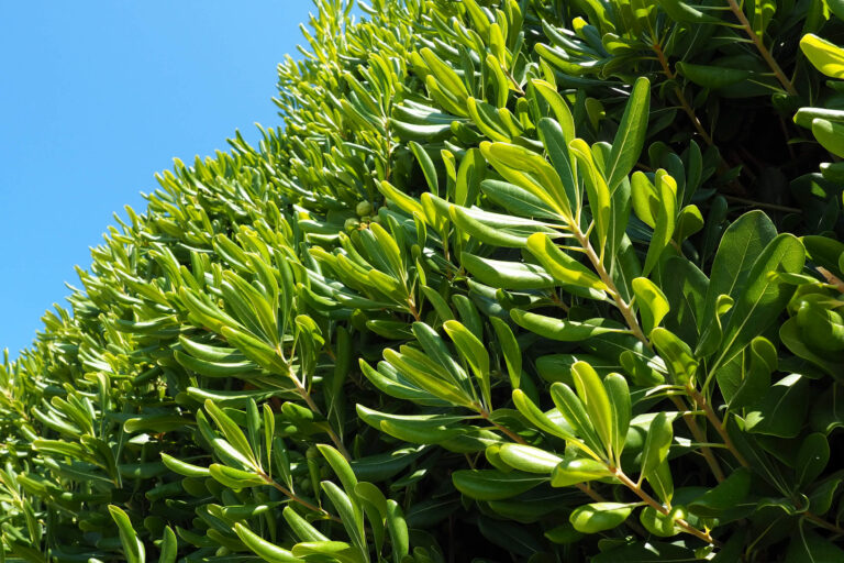 Jak często podlewać laurowiśnię? Praktyczny poradnik podlewania