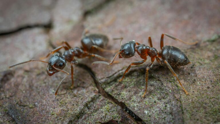 Macro photography of two ants interacting on the forest floor.