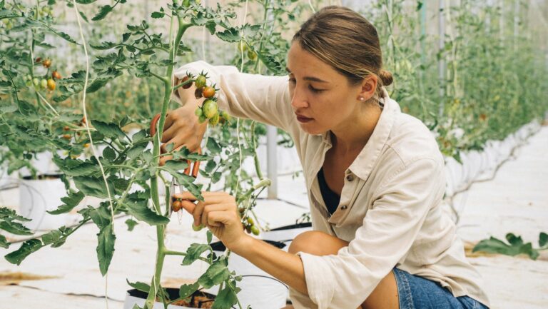 Young woman carefully pruning tomato plants in an indoor farm greenhouse.