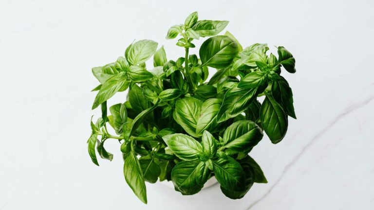 Świeża, bujna bazylia z intensywnie zielonymi liśćmi