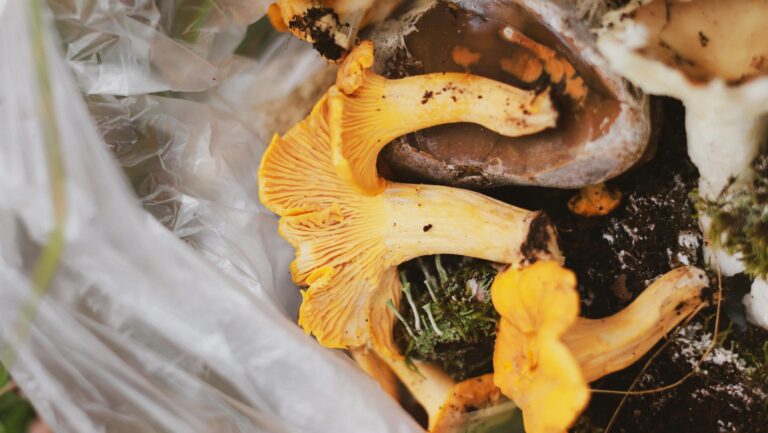 Close-up of vibrant yellow chanterelle mushrooms in natural forest setting.