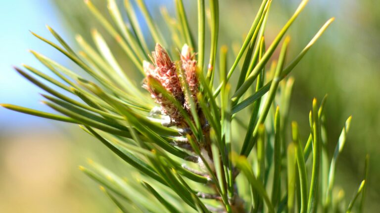Zbliżenie na gałązkę zielonej sosny