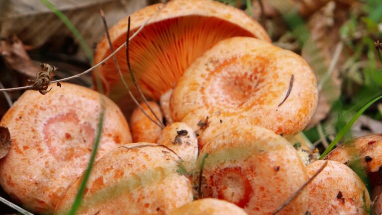 Świeżo zebrane rydze w lesie