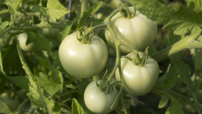 Niedojrzałe zielone pomidory na krzaku