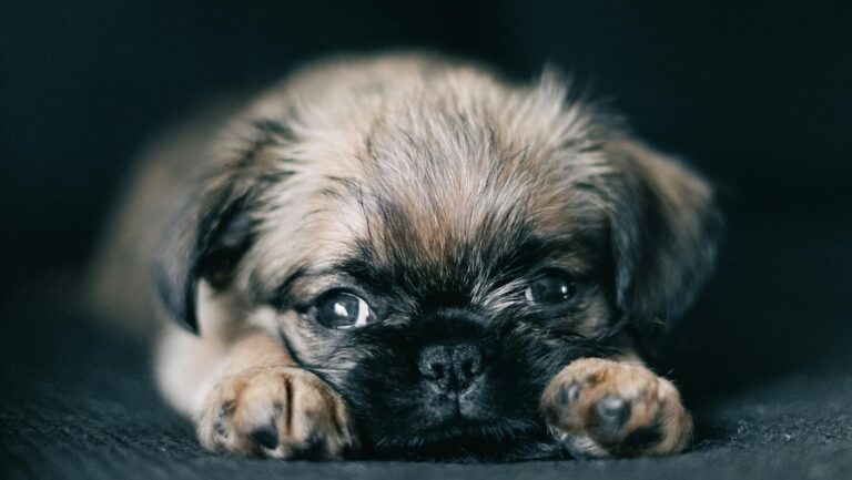 Smutny pies leżący z łapkami do przodu