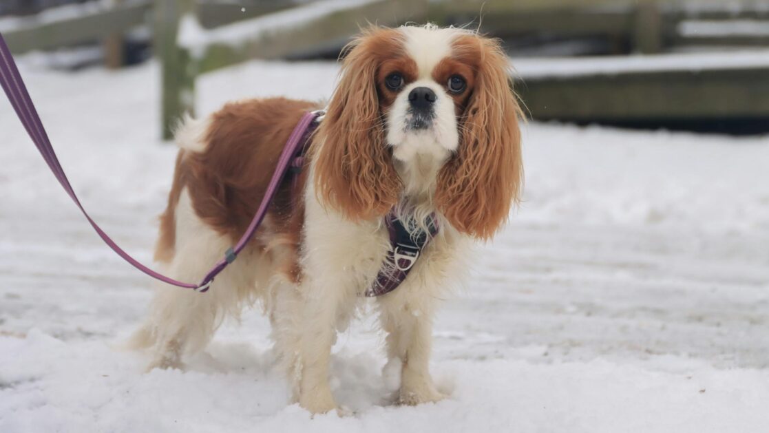Cavalier King Charles Spaniel na spacerze w śniegu
