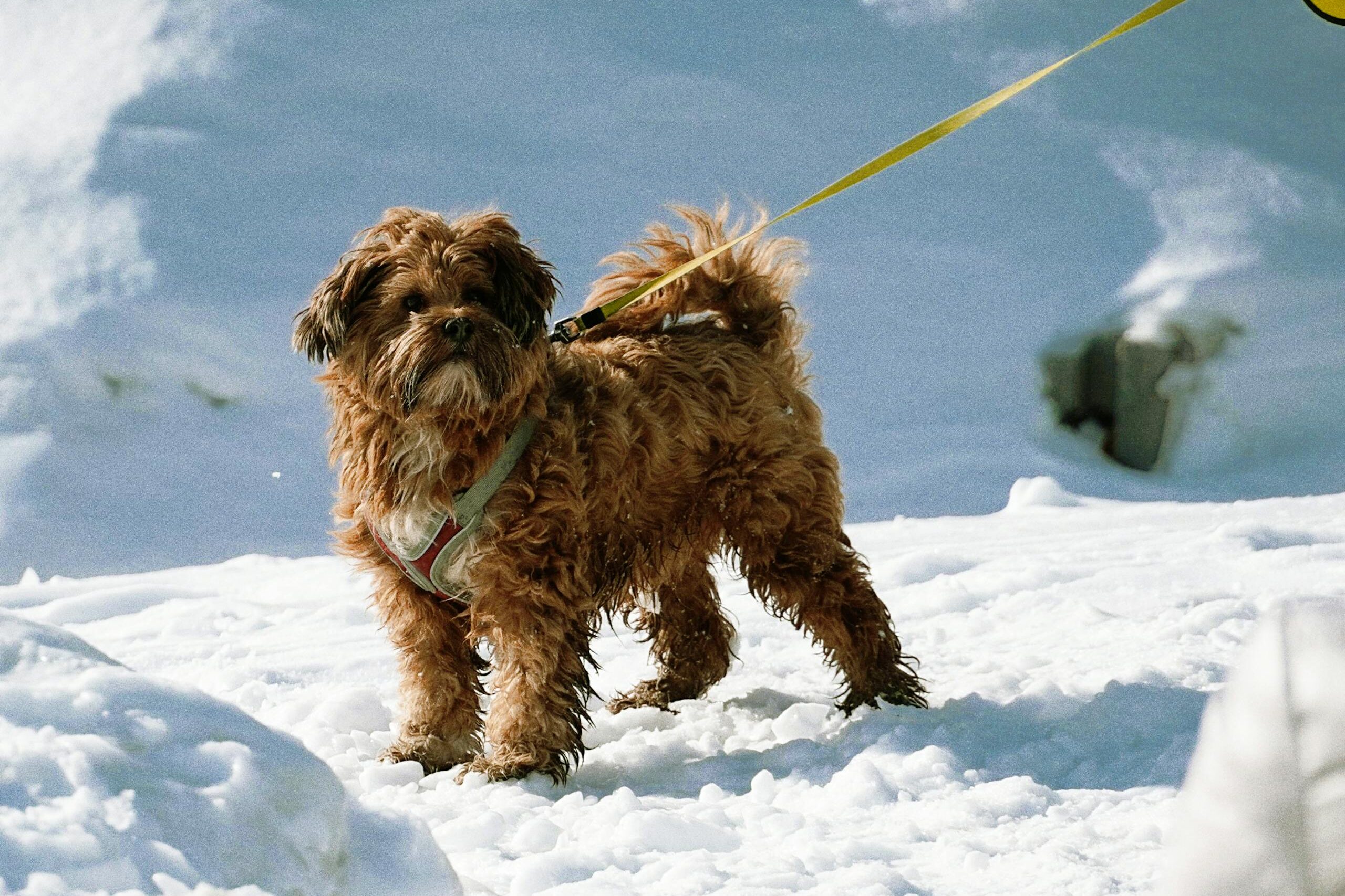 Pies na smyczy spacerujący w śniegu 