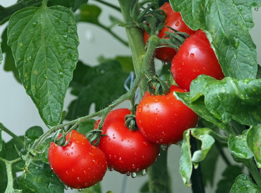 tomatoes, vines, water droplets, nature, wet, red tomatoes, fresh tomatoes, harvest, produce, organic, ripe tomatoes, leaves, plants, agriculture, rain drops, vegetables, eat, red, healthy, food, fresh, close up