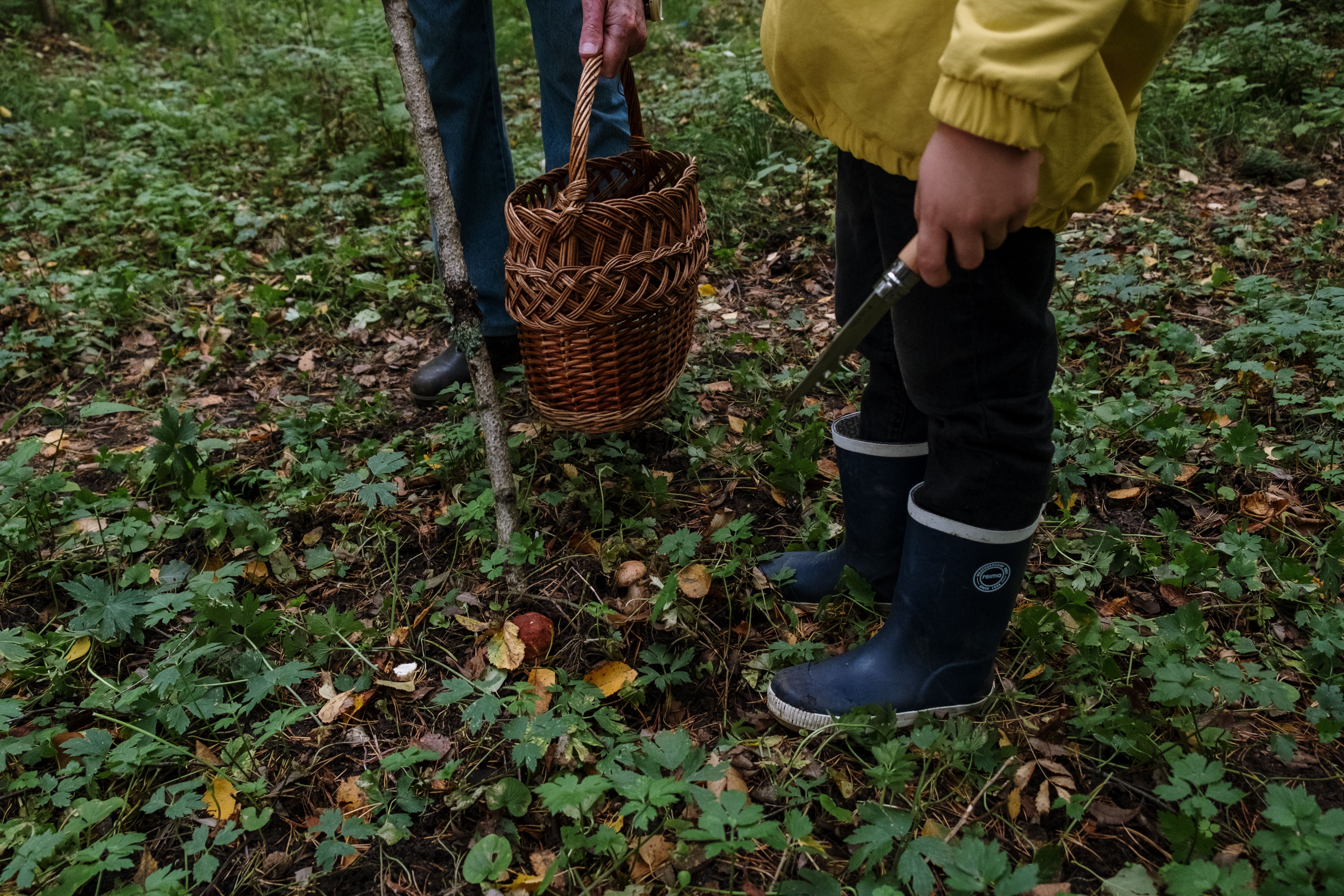 Wybierasz się na grzyby? Bez przeczytania tego lepiej nie wychodź do lasu