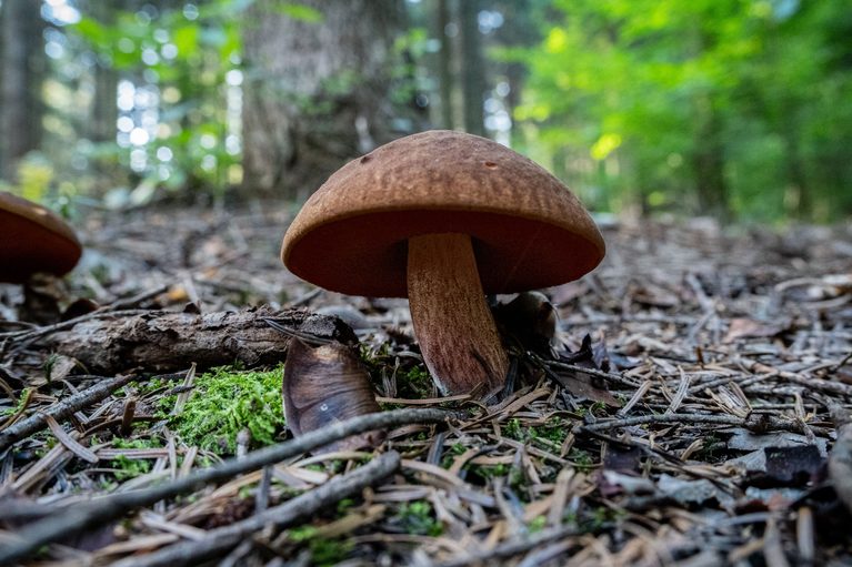 Robisz zdjęcie grzyba i pytasz AI? Sanepid ostrzega