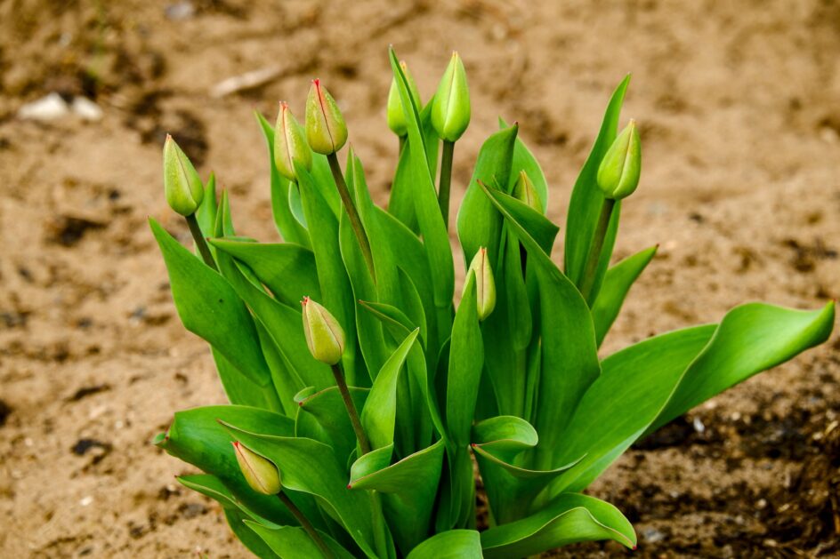 Kiedy sadzić tulipany
